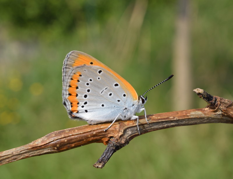 Sorpresa di (quasi) Pasqua: Lycaena dispar, Lycaenidae